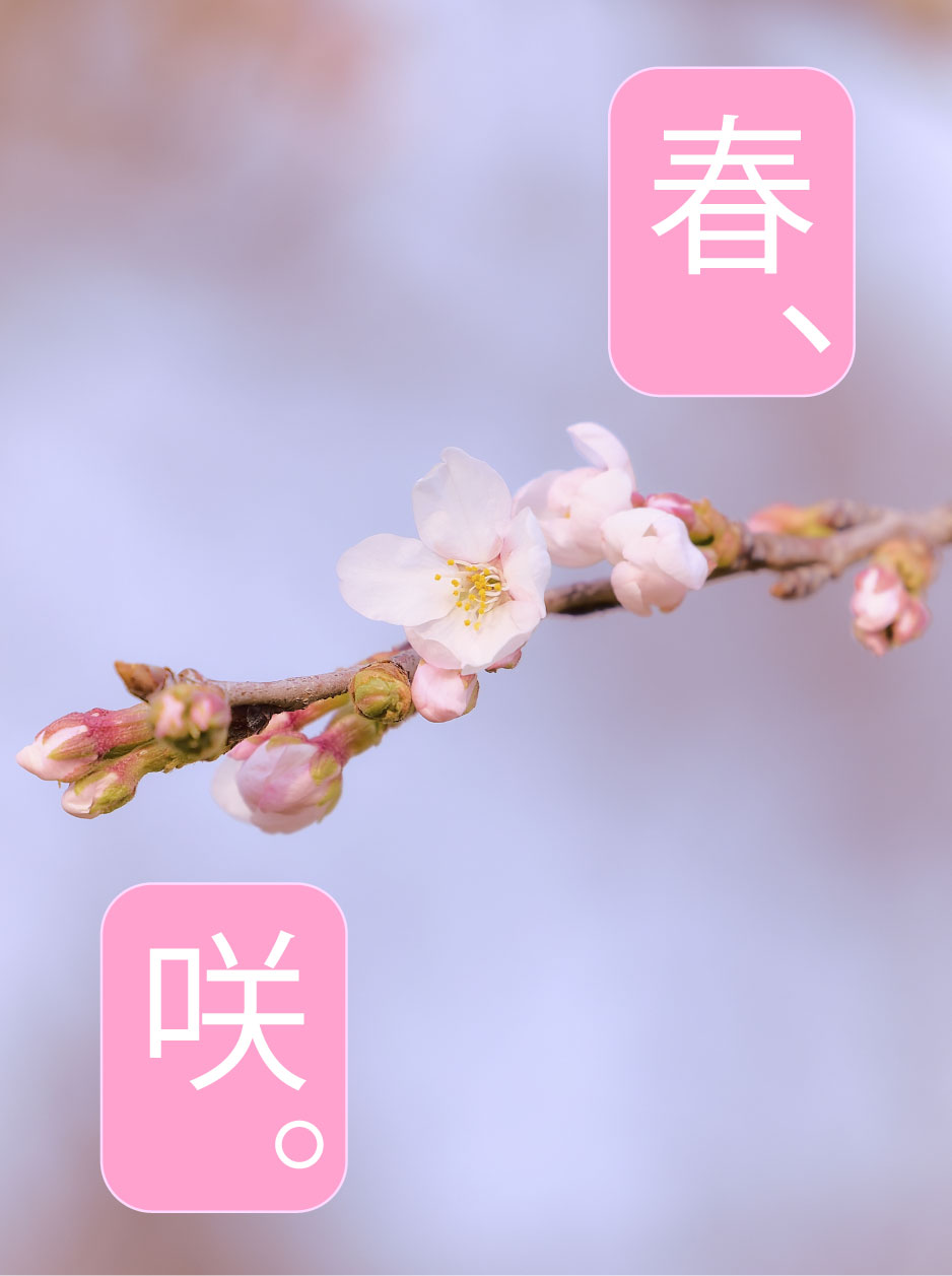 桜