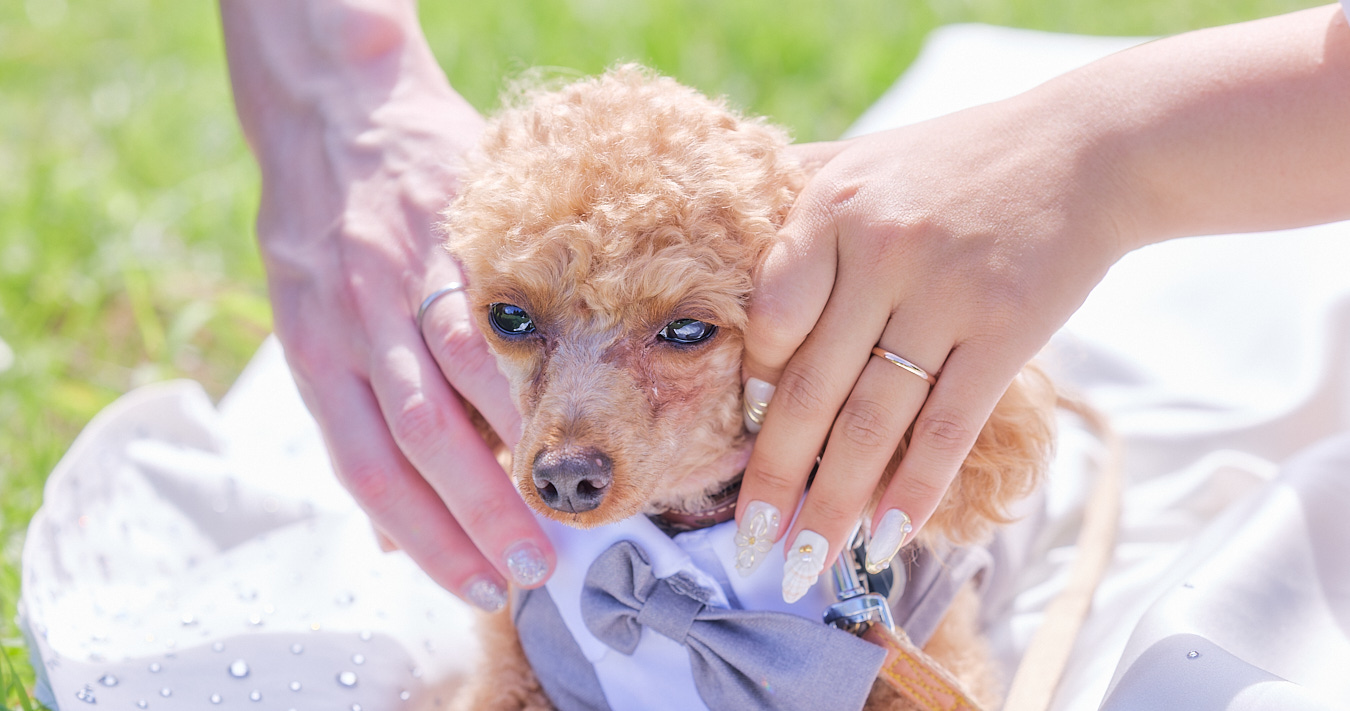 やわらかな光の中にいる小鳥の写真